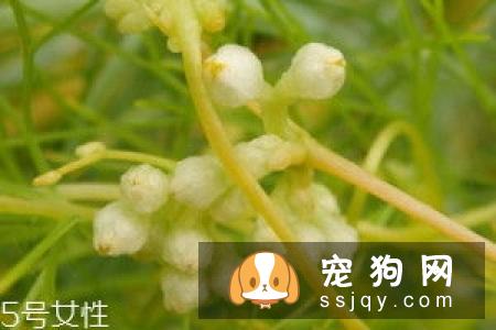 中国西施犬多少钱一只,好养吗?西施犬选购方法