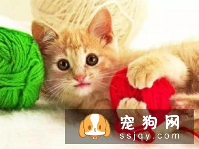 情侣饲养宠物享受高级待遇，网友看后直呼好羡慕