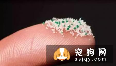 狗狗吃海鲜有什么危害？
