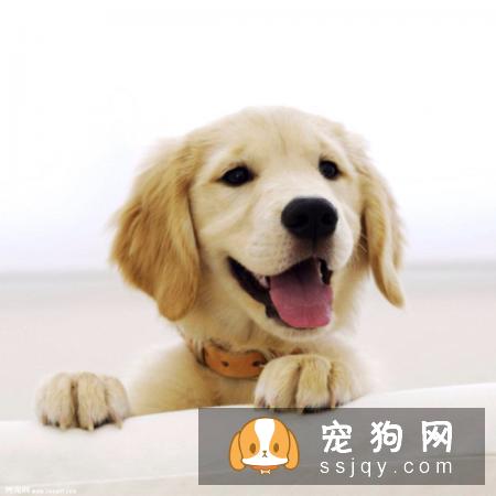 帮狗洗澡美容 13点步骤及注意！
