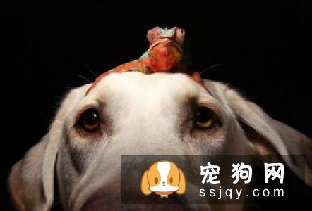 揭秘家庭喂养宠物犬的方法