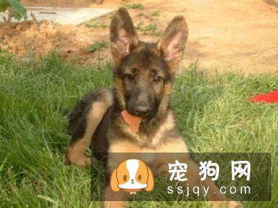 狼青犬多少钱一只_养殖技术_外形特征_图片
