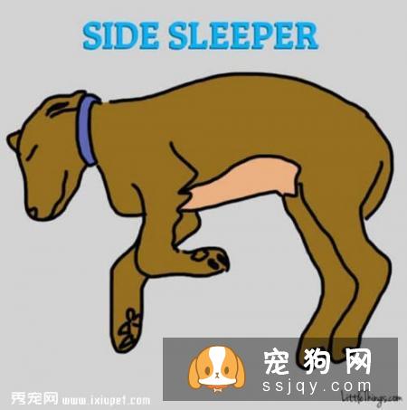 狗狗睡姿看性格，你家的狗狗又是哪种睡姿呢？