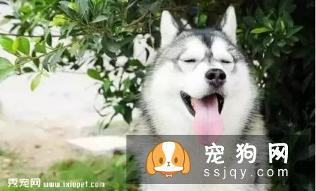 这些习惯，会让狗狗“长命百岁”