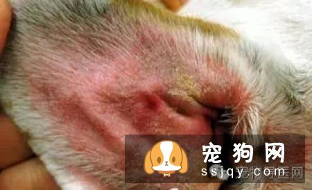 盘点狗狗皮肤病知识大全（图文解读）