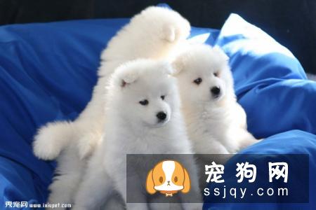 萨摩耶幼犬挑选小知识：不易错，难选好！
