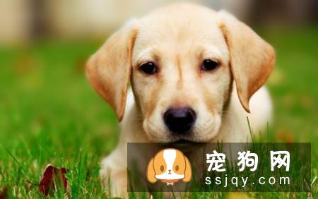 马尔济斯犬好养吗,多少钱一只_外形特征|训练|价格|图片