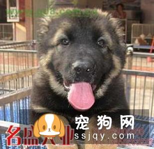 【松狮犬】松狮犬多少钱,能长多大？