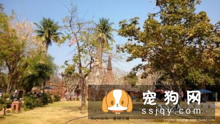 细小、犬瘟、是如何得来的？（值得分享）