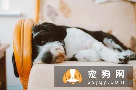 狗狗缺少微量元素怎么办？狗狗正确补充微量宝典