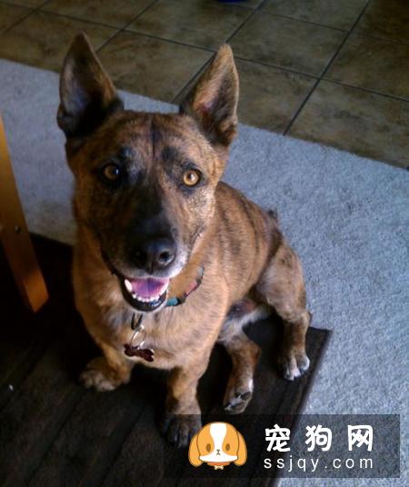 训练出会“飞”的柯基