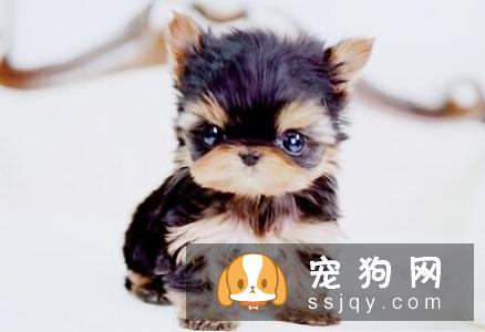 揭秘家庭喂养宠物犬的方法