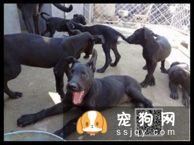 狼青犬多少钱一只_养殖技术_外形特征_图片