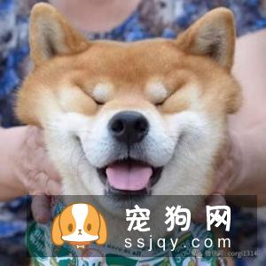 情侣饲养宠物享受高级待遇，网友看后直呼好羡慕