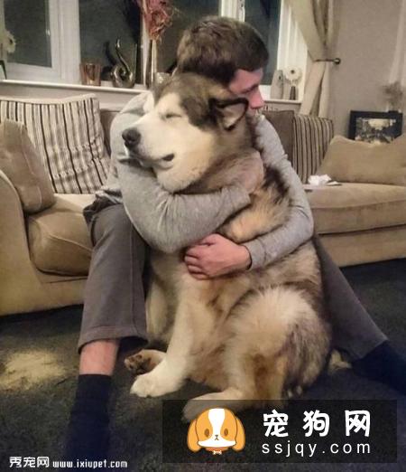 嫌麻烦！这就是我养大型犬的原因！