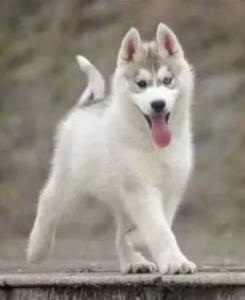 西伯利亚雪橇犬品种介绍