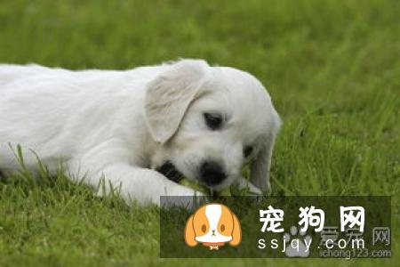 狗狗有椎间盘病的症状及发病原因