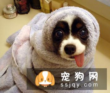 盘点狗狗皮肤病知识大全（图文解读）