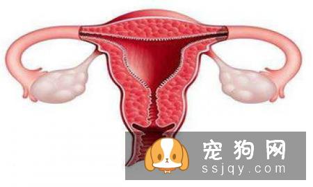 狗狗子宫内膜炎的发病原因_症状_治疗方法