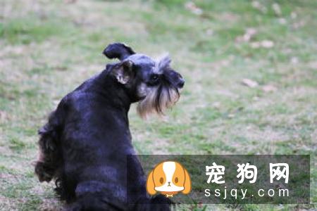 常见的雪纳瑞3个品种分类