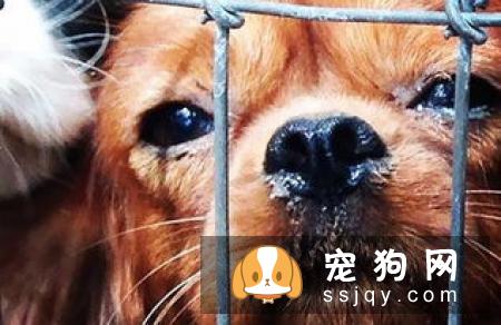 怀孕母狗洗澡_母狗生小狗后多久可以洗澡？