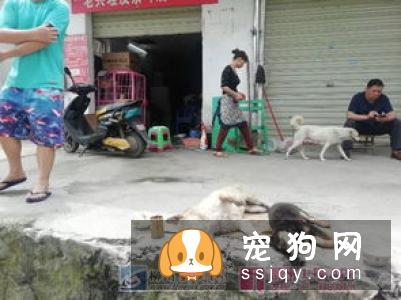 母狗为什么吃自己刚出生的小狗_母狗吐出来死去的小狗