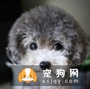 狗狗营养不良导致毛发枯燥怎么办？