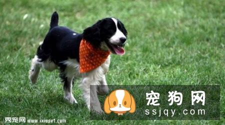 英国跳猎犬好养吗?英国跳猎犬图片|价格|训练