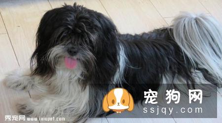 哈瓦那犬的外形特征及饲养心得_多少钱一只|价格