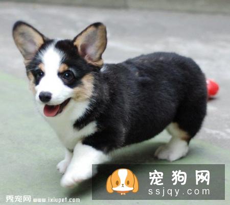 训练出会“飞”的柯基