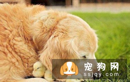 狗狗护食行为的纠正方法