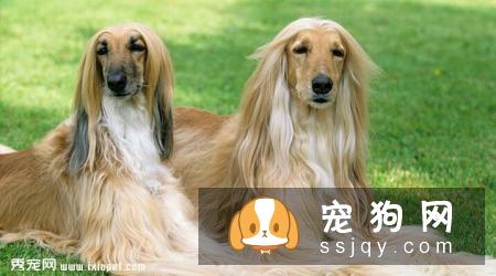阿富汗猎犬的外形特征及训练方法_多少钱一只？