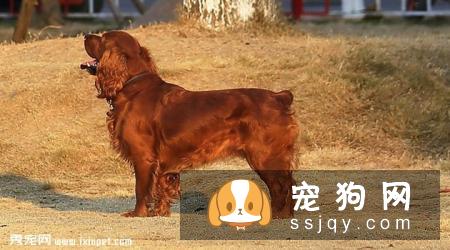 田野小猎犬掉毛程度怎么样_多少钱一只_饲养_图片