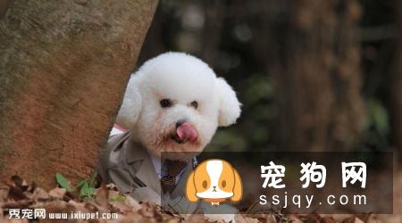 卷毛比熊犬多少钱一只，有什么训练方法？