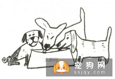 狗狗怎么吃都不厌的美味:炖小羊肉