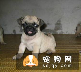 狗狗繁殖|种公种母，选择标准是什么？