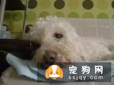狗狗缺少微量元素怎么办？狗狗正确补充微量宝典
