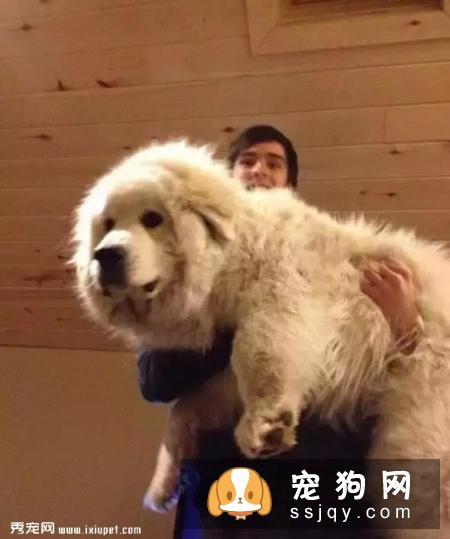 嫌麻烦！这就是我养大型犬的原因！