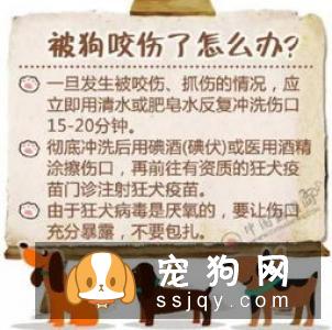 被猫狗抓咬伤 伤口处理不马虎
