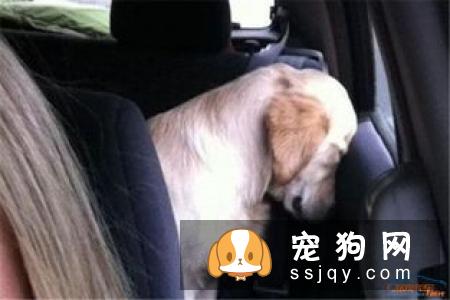 狗狗晕车该怎么办？