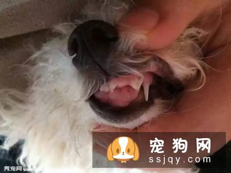 狗狗牙齿松了，怎么办？