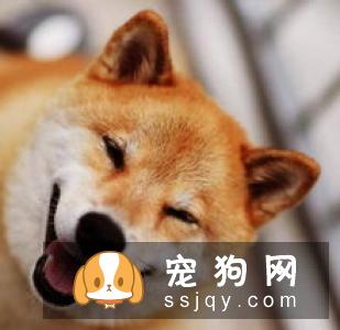 购买纯种金毛犬须知的三点注意事项
