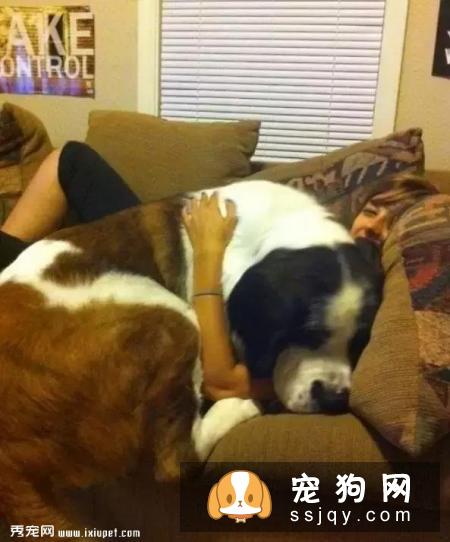 嫌麻烦！这就是我养大型犬的原因！