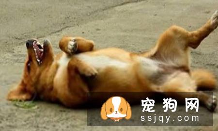 狗狗经常袒露肚皮的原因，你真的知道吗？