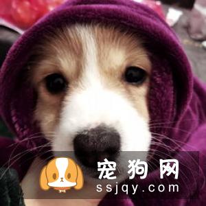 为什么狗狗疫苗要打三针？