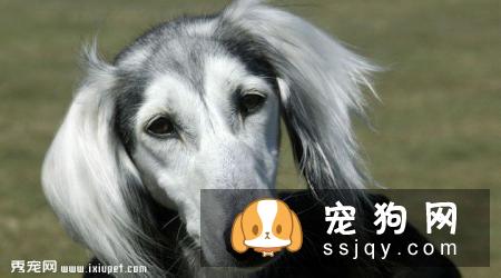 萨路基猎犬好养吗?萨路基猎犬掉毛程度|价格|训练|智商