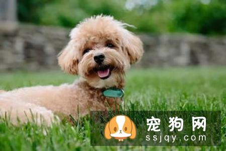 避免狗狗肠胃消化不良的方法