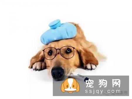 细小、犬瘟、是如何得来的？（值得分享）