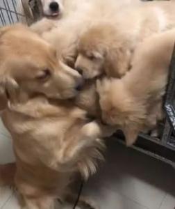 怀孕母狗洗澡_母狗生小狗后多久可以洗澡？