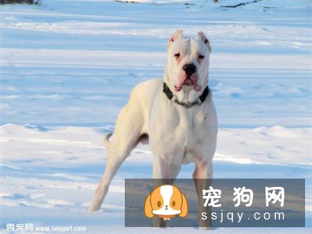 你知道杜高犬的起源吗？